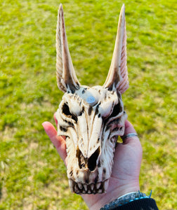 Skull | Anubis