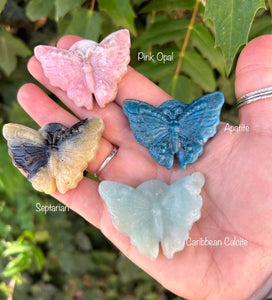 Animals | Pretty Butterflies