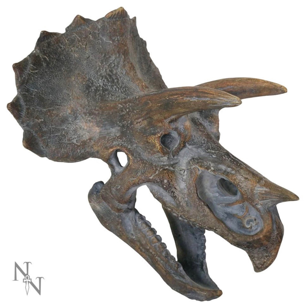 Dinosaur Skull | Triceratops