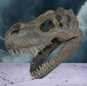 Skulls | Tyrannosaurus Rex