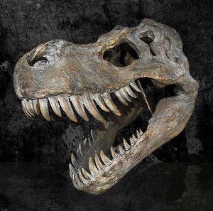 Skulls | Tyrannosaurus Rex