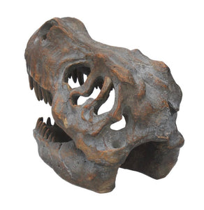 Skulls | Tyrannosaurus Rex