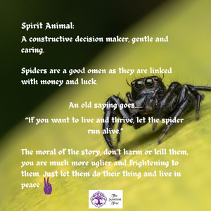 Spiders | 3.5cm