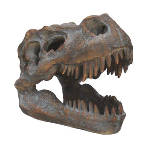 Skulls | Tyrannosaurus Rex